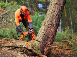 Best Tree Health Inspection  in La Mesa, CA
