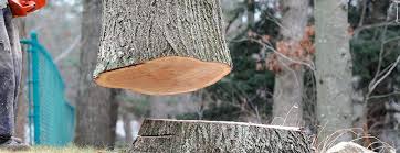  La Mesa, CA Tree Services Pros