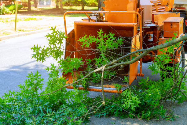 Best Stump Grinding and Removal  in La Mesa, CA