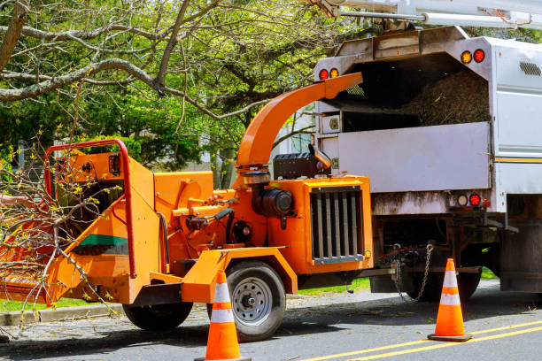 Best Tree Removal  in La Mesa, CA