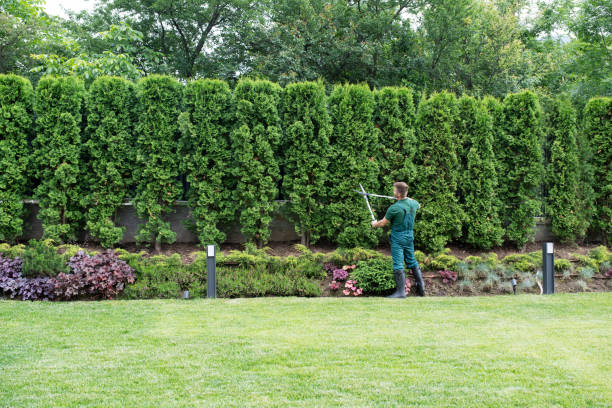 Best Tree Disease Treatment  in La Mesa, CA
