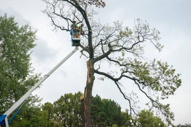How Our Tree Care Process Works  in  La Mesa, CA