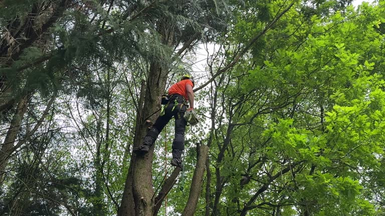 La Mesa, CA Tree Services Company