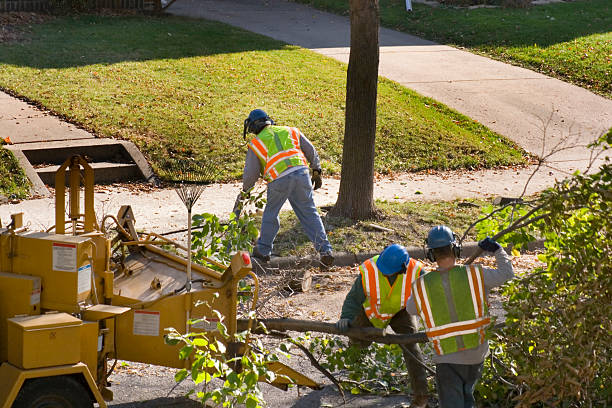 Best Lawn Grading and Leveling  in La Mesa, CA