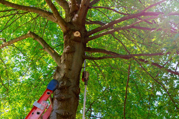Best Tree Cabling and Bracing  in La Mesa, CA